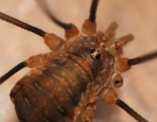 Réf. 269 064 : Opilio canestrinii
